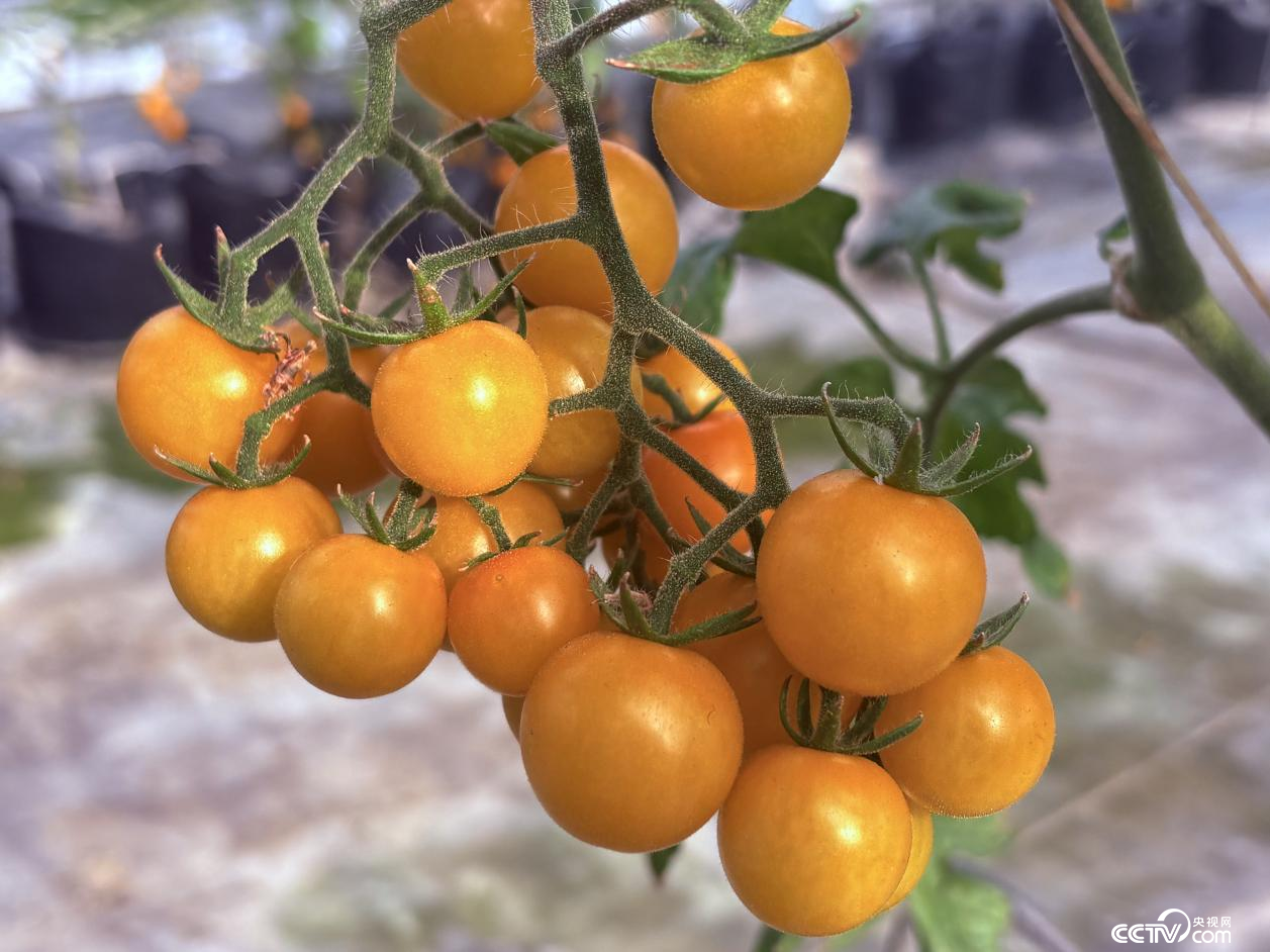 西藏自治区山南市琼结县“菜篮子”蔬菜基地种植的小番茄（摄影 李婷婷）
