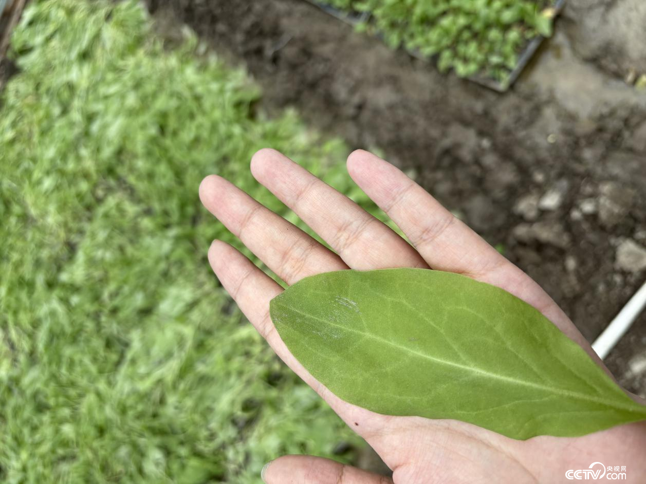 西藏自治区山南市错那市觉拉乡航天育种高原牧草选育实验基地的新品种牧草：蛋白草（摄影 李婷婷）